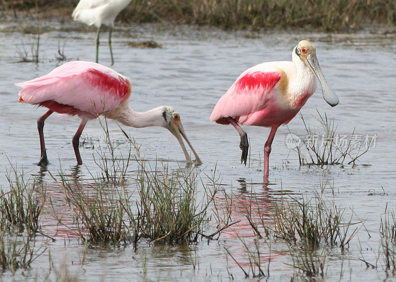 两只玫瑰琵鹭(Platalea ajaja)